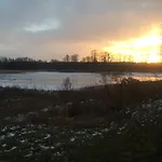Chamedafne W Puszczy Kampinoskiej