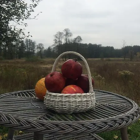 Chamedafne W Puszczy Kampinoskiej 4*