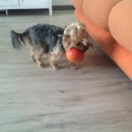 Chamedafne W Puszczy Kampinoskiej Frühstückspension Brochów