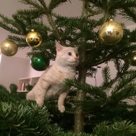 Chamedafne W Puszczy Kampinoskiej 4* Brochów