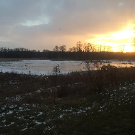 Chamedafne W Puszczy Kampinoskiej