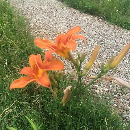 Chamedafne W Puszczy Kampinoskiej Brochów